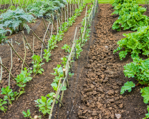 Samen Buiten Spelen: Onze Moestuin!